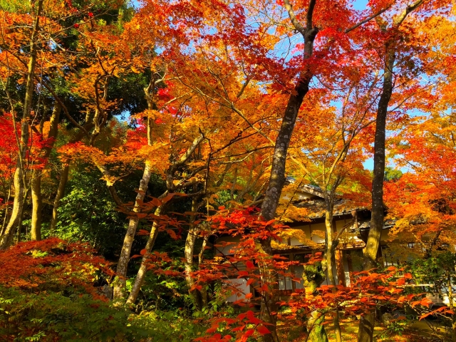 常寂光寺の概要